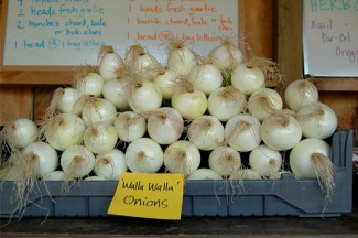“Onions awaiting pick-up” image by ilovebutter licensed under Creative Commons “Attribution 2.0” https://www.flickr.com/photos/jdickert/