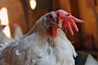 Chicken living at a farm rescue and sanctuary. Photo credit: PETA.