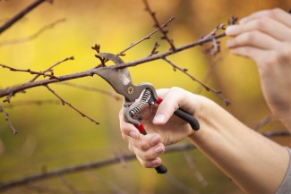pruning-for-lent-new-image