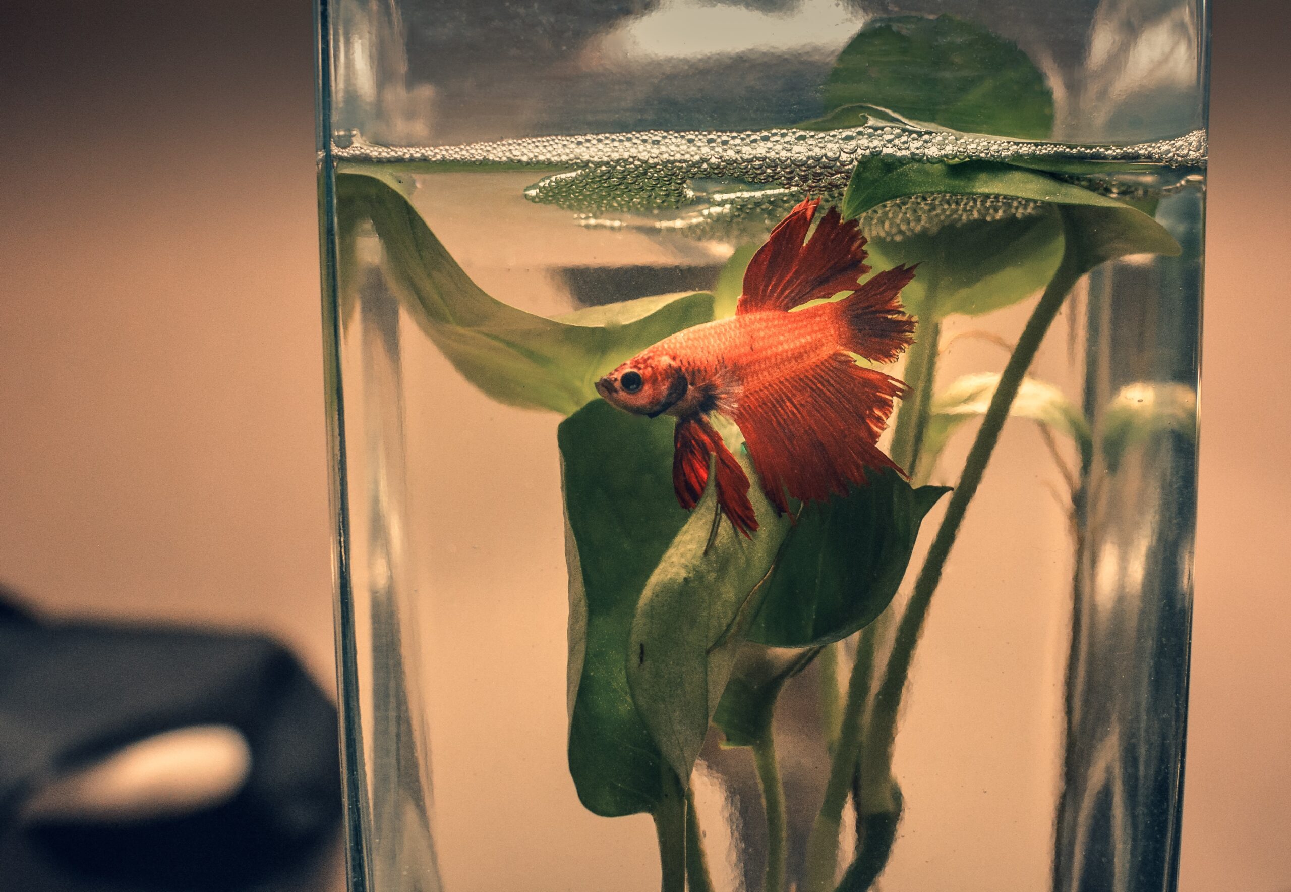 Fish Tank Wisdom: The Healing Power of Forgiveness - Busted Halo