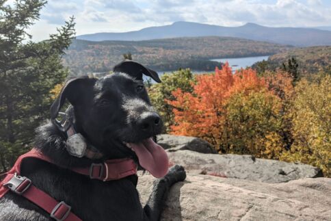 puppy sonia while hiking looking back at the camera with a background of fall foliage and mountains